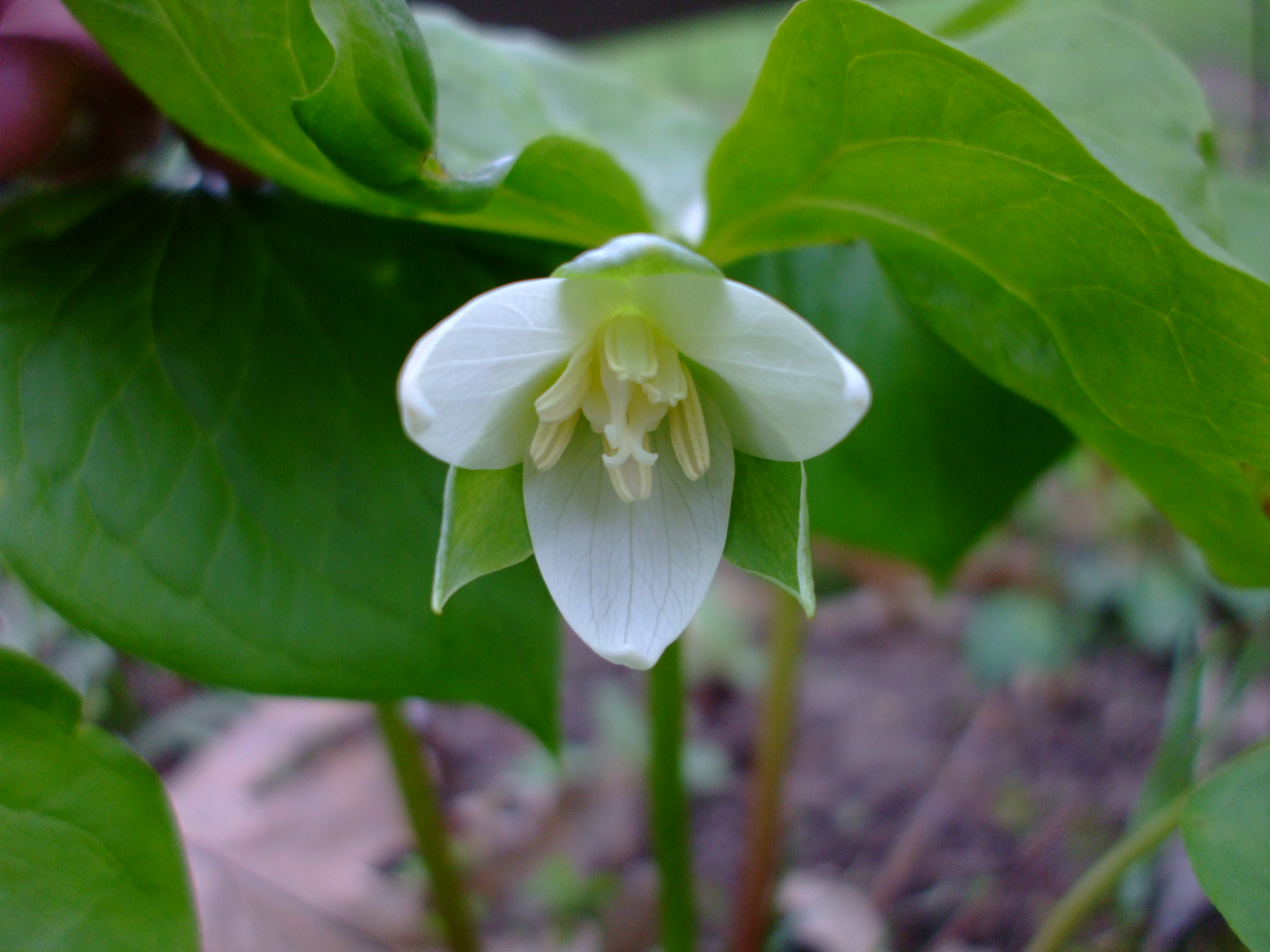 Trillium flexipes